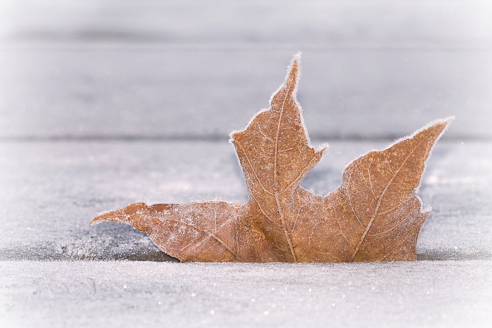 brown leaf half-buried on sand HD wallpaper
