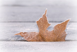 brown leaf half-buried on sand