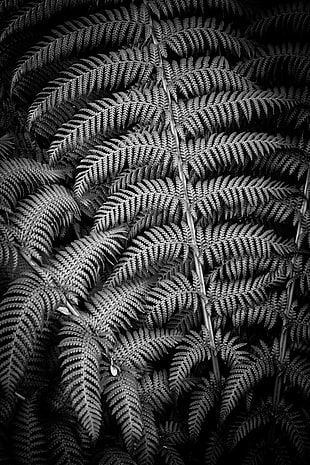 grayscale of fern plant HD wallpaper