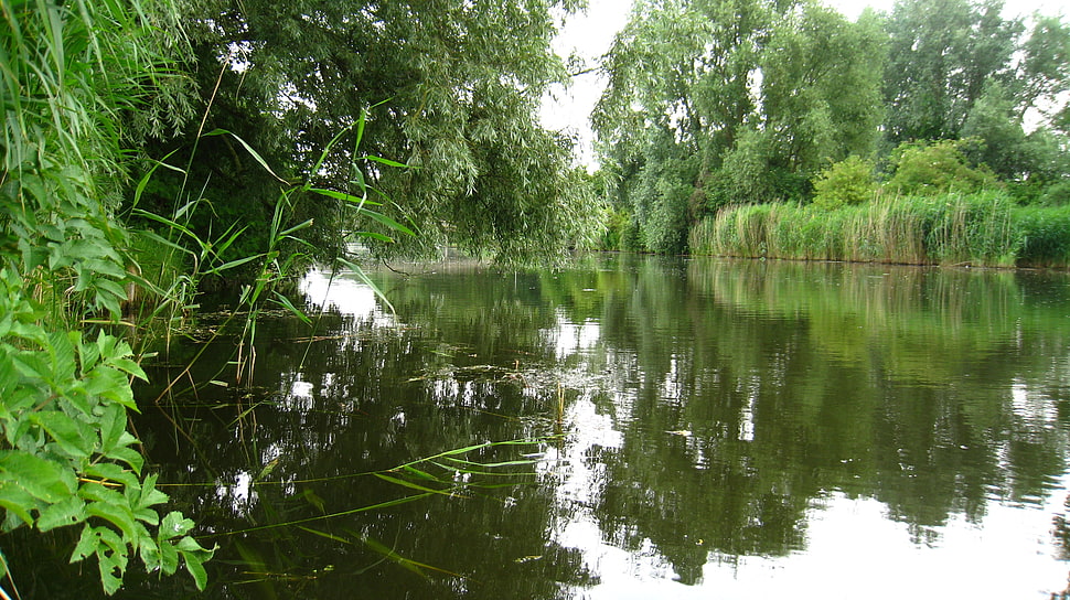 lake with green trees and grasses during daytime HD wallpaper