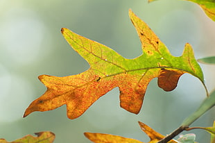 green and yellow leaf during daytime HD wallpaper