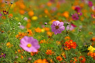 purple-and-red petaled flower field on focus photo HD wallpaper