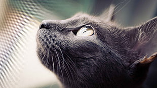 close-up photography of short-fur black cat HD wallpaper
