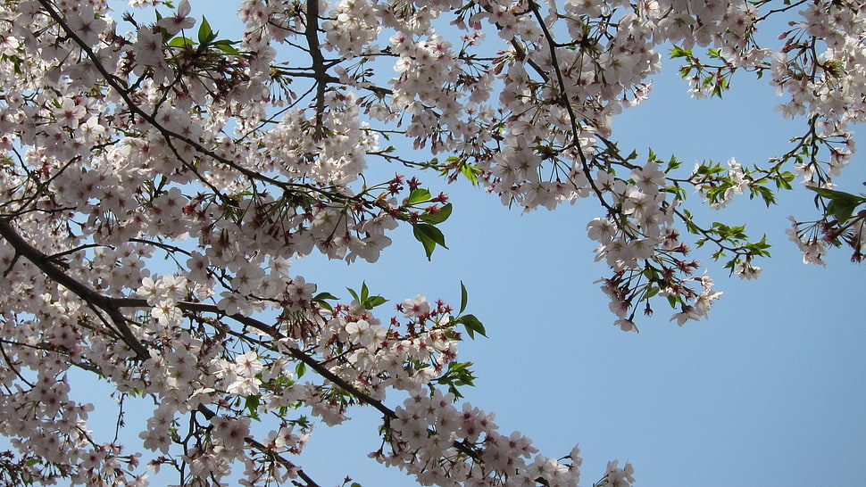 white petaled tree HD wallpaper