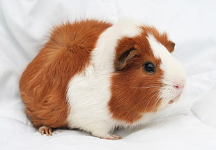brown and white guinea pig