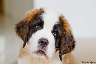 short-coated white and brown dog, dog