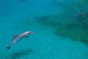 blue bottle nose dolphin blue placid sea HD wallpaper