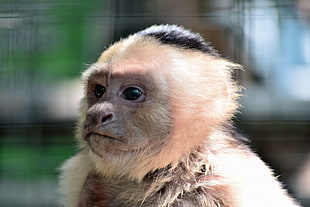 selective focus photography of primate