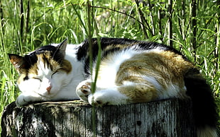 white black and brown cat sleeping on brown chopped tree near green grass during daytime