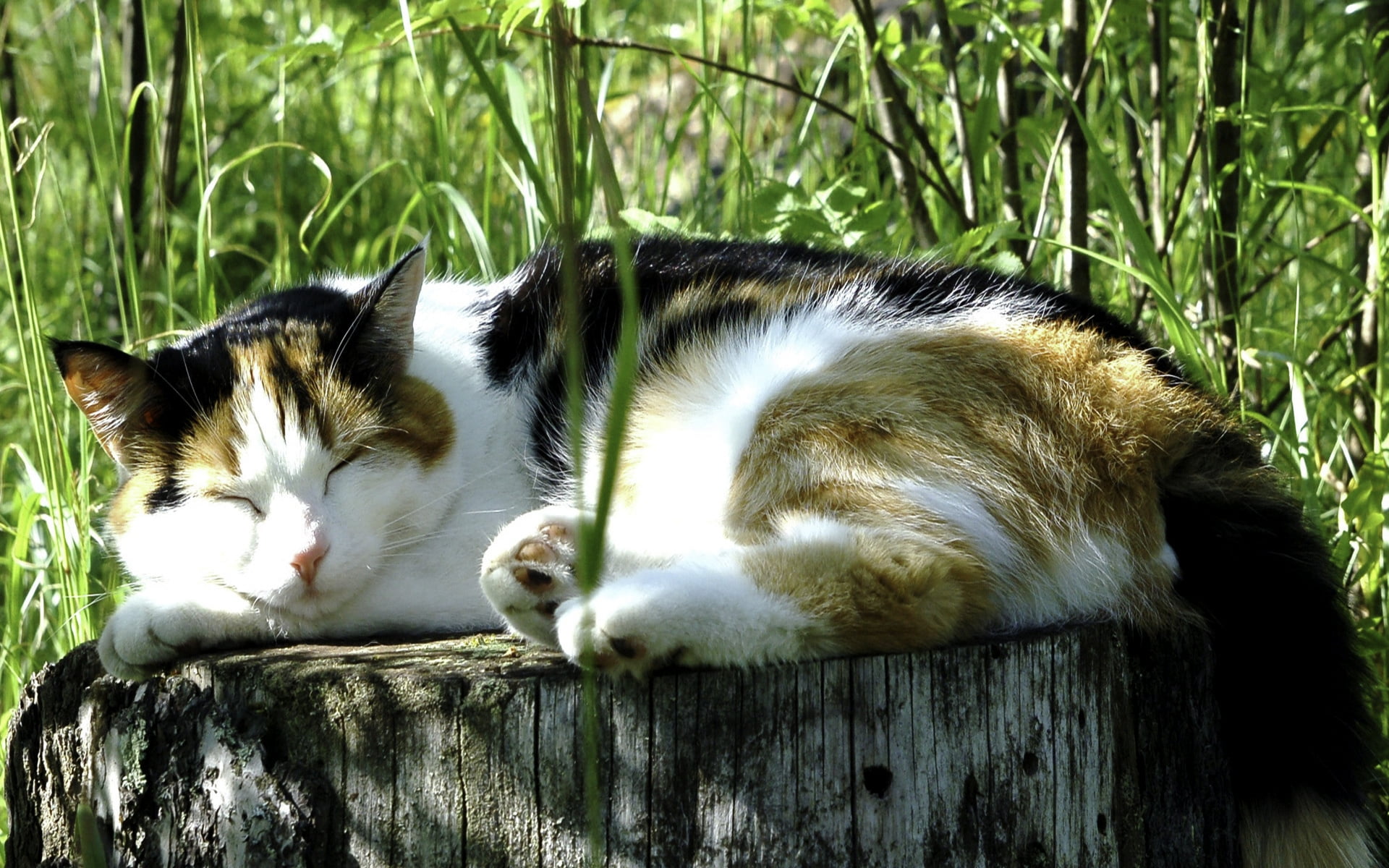 white black and brown cat sleeping on brown chopped tree near green grass during daytime