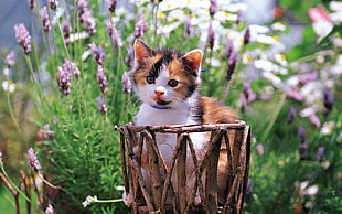 calico kitten on brown wood