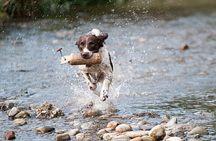 white and brown dog running on water during daytime HD wallpaper
