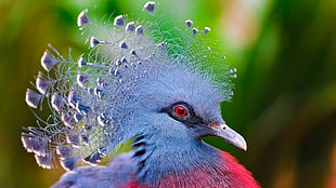 shallow focus photography of blue and red bird