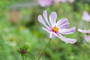 pink Cosmos flower macro photography