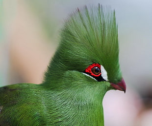 shallow focus photography of green and red feathered bird