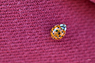 closeup photography of orange ladybug