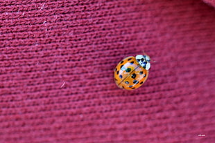 closeup photography of orange ladybug