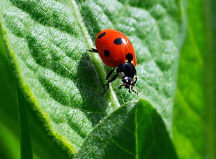 red and black bug on feeding at the leaf HD wallpaper