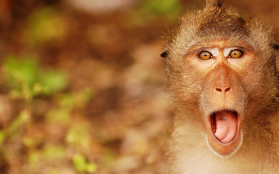 closeup photo of brown monkey HD wallpaper
