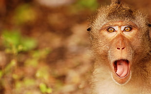 closeup photo of brown monkey