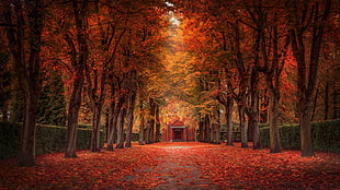 pathway with red tree leaves between red leafed trees at daytime, nature, landscape, fall, leaves