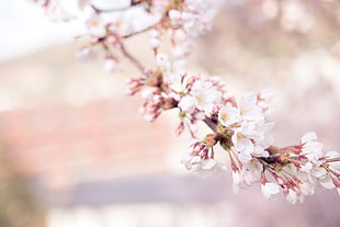 cherry blossom, sakura, flower, tree HD wallpaper