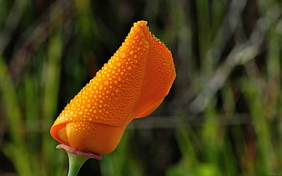 yellow Rose bud with dew droplet close-up photo