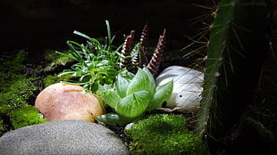 green cactus, garden, plants, nature, macro HD wallpaper