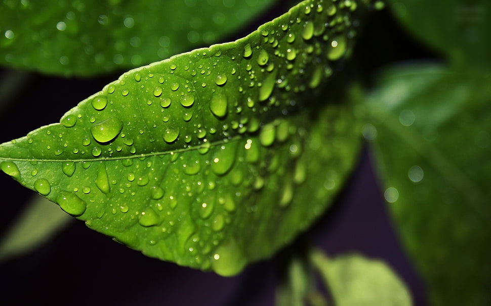 green leaf with water droplets in macro photography HD wallpaper