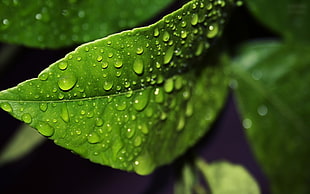 green leaf with water droplets in macro photography