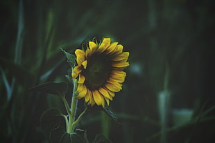 sunflower, sunflowers, flowers, nature HD wallpaper