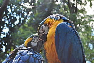 two blue-and-yellow parrots focus photo