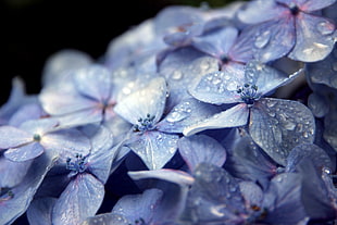 depth of field photography of purple 4-petaled flower HD wallpaper