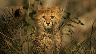 Cheetah, animals, baby animals, cheetahs HD wallpaper