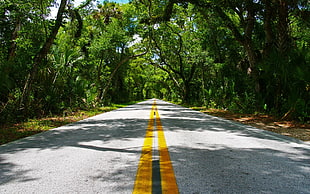 gray, yellow, and black road