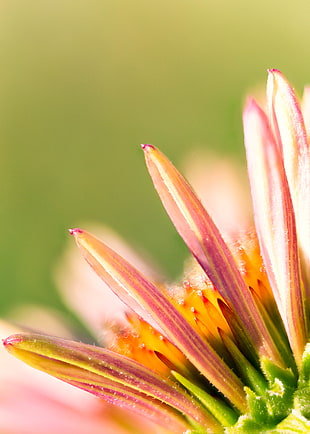 green and orange flower petals, echinacea