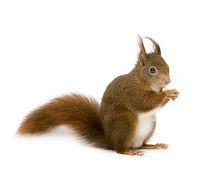 brown squirrel with white background