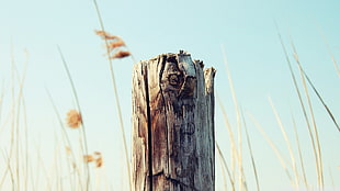 depth of field photography of gray wood post