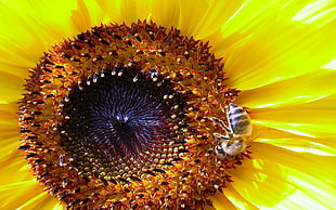 Honeybee perched on Sunflower in closeup photography
