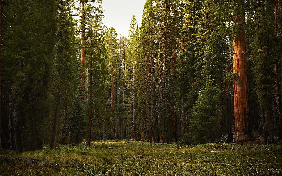 tall trees field, nature, forest, trees HD wallpaper