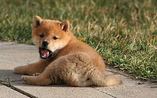 tan shiba inu puppy prone lying on concrete pathway HD wallpaper