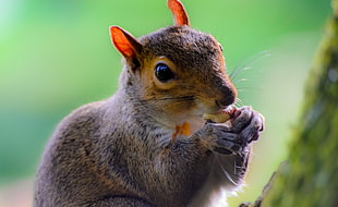 closeup photo of brown and black animal