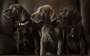 two black and brown short coated puppies, dog, hounds, Great Dane, animals