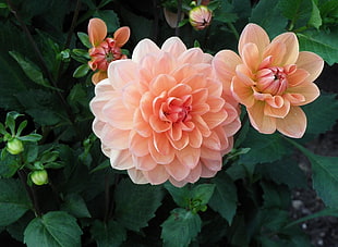 closeup photo of pink Dalia flowers