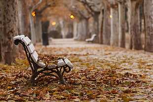 black metal base white wooden garden bench, fall, park, bench, leaves