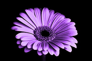 Close Up Photography of Purple Petaled Flower HD wallpaper