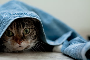 photo of brown and white cat covered with blue towel