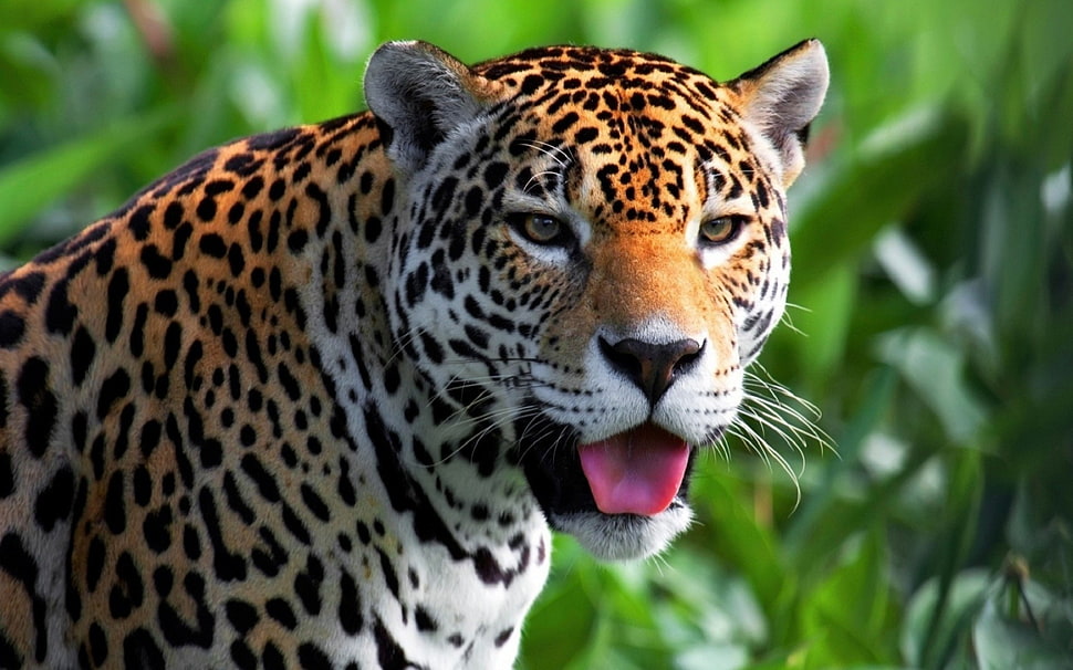 brown and black leopard, jaguars, animals, big cats, tongues HD wallpaper
