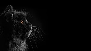 long-furred black cat, cat, black cats, black, dark HD wallpaper