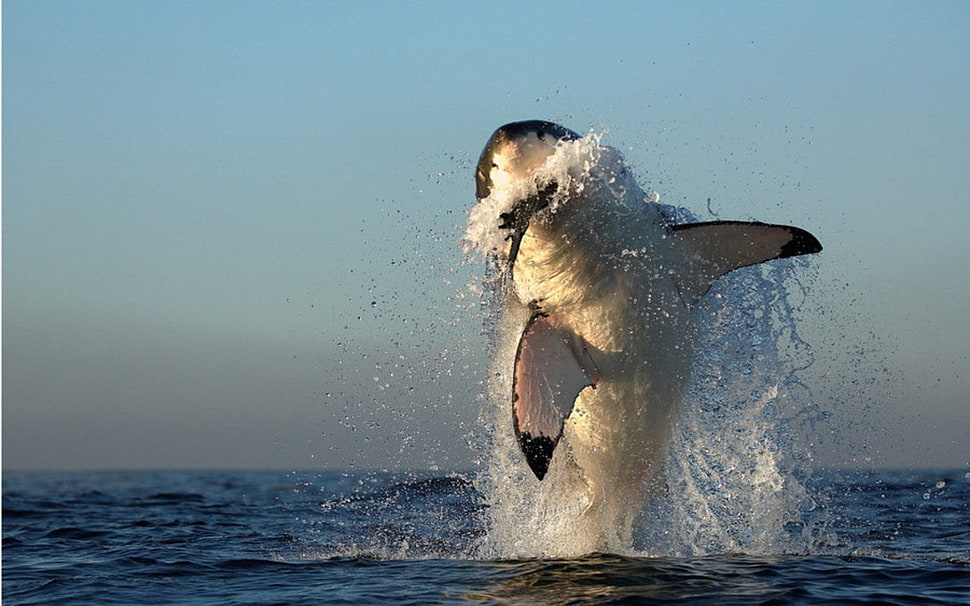 Great White shark, shark, animals HD wallpaper